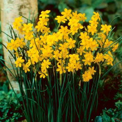 Daffodil - Baby Moon - Large Pack! - 50 pcs