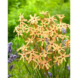 Ixia Paniculata Eos - Giga csomag - 1250 db.