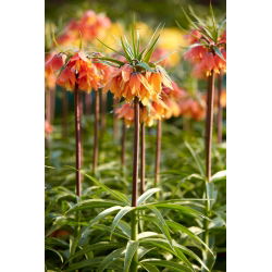 Crown Imperial - Bach - Giga csomag - 50 db.