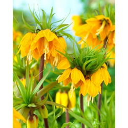 Crown Imperial - Striped Beauty - Giga csomag - 50 db.