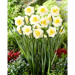 Daffodil - Salou - GIGA Pack! - 250 pcs