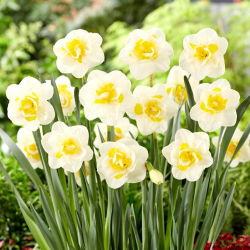 Daffodil - Salou - GIGA Pack! - 250 pcs