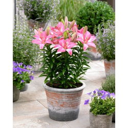 Miniature Lily - Rozalynn - Potted - GIGA Pack! - 50 pcs.