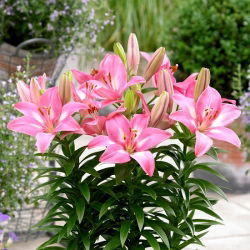 Miniature Lily - Rozalynn - Potted - GIGA Pack! - 50 pcs.