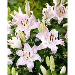 Orientalische Lilie - Virtuoso - Lilium - Auffallend elegante Farbverläufe - Blumenzwiebel - XXL-Packung - 50 Stück
