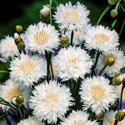 Rugiagėlė - balta - (Centaurea cyanus) - Klasikinis grožis su švelniais žiedlapiais - Šviežios sėklos