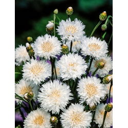 Rugiagėlė - balta - (Centaurea cyanus) - Klasikinis grožis su švelniais žiedlapiais - Šviežios sėklos