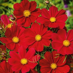 Cosmos 'Sensation' - variedade de crescimento baixo - vermelho - sementes (Cosmos bipinnatus)