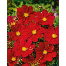 Cosmos 'Sensation' - variedade de crescimento baixo - vermelho - sementes (Cosmos bipinnatus)