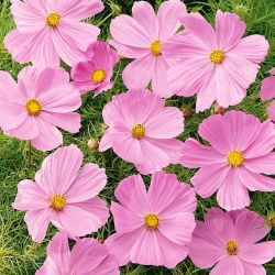 Cosmos Sensation - rosa - variedade de crescimento baixo - sementes (Cosmos bipinnatus)
