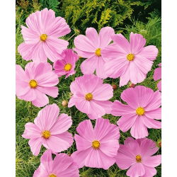 Cosmos Sensation - rosa - variedade de crescimento baixo - sementes (Cosmos bipinnatus)