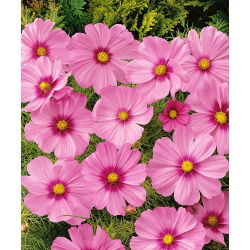 Cosmos Sensation - rosa com manchas - variedade de crescimento baixo - sementes (Cosmos bipinnatus)