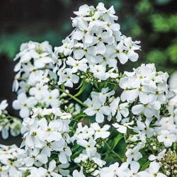 Damastbloem - wit - zaden (Hesperis matronalis)
