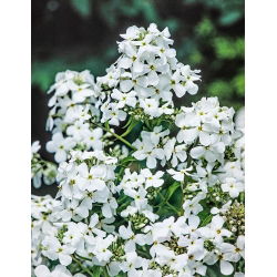 Damastbloem - wit - zaden (Hesperis matronalis)