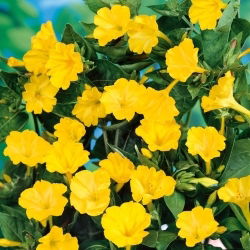 Nočna lepotica - rumena - semena (Mirabilis)