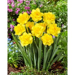 Daffodil - Yellow Dream - Large Pack! - 50 pcs