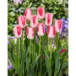 Tulip - Sweet Simone - Large Pack! - 50 pcs