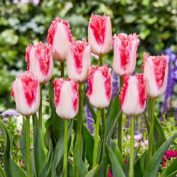 Tulip - Sweet Simone - Large Pack! - 50 pcs