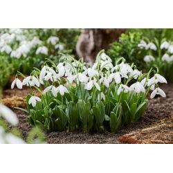 Snieguolė stambiažiedė - Galanthus elwesii - Mount Everest - 3 gėlių svogūnai