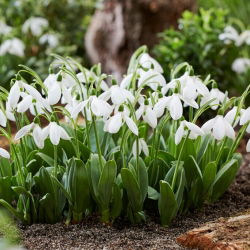 Snieguolė stambiažiedė - Galanthus elwesii - Mount Everest - 3 gėlių svogūnai
