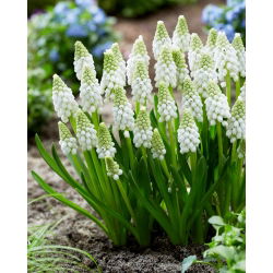 Grape Hyacinth - White Pearl - GIGA Pack! - 250 pcs