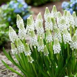 Zambila de struguri - White Pearl - 5 buc.