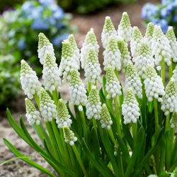 Grape Hyacinth - White Pearl - GIGA Pack! - 250 pcs