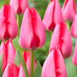 Tulp - 'Trick' - 5 st