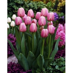 Tulipano - Ollioules - 5 pz