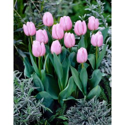Tulp - 'Light Pink' - 5 st