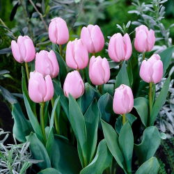 Tulp - 'Light Pink' - 5 st
