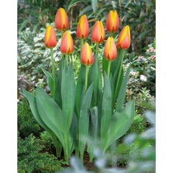 Tulp - World Peace - 5 sibulat