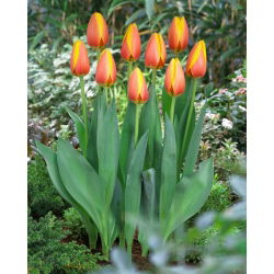 Tulipán - World Peace - Nagy csomag - 50 db