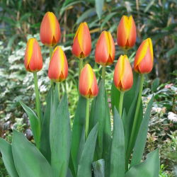 Tulipán - World Peace - Nagy csomag - 50 db