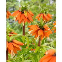 Crown Imperial - 'Orange Beauty'