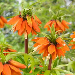 Crown Imperial - 'Orange Beauty'