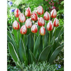 Tulp - Happy Generation - 5 sibulat