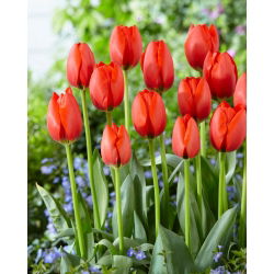 Tulip - Worlds Fire - Large Pack! - 50 pcs
