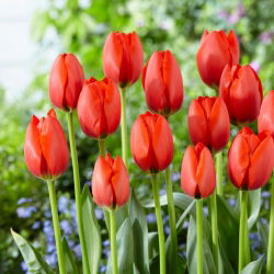 Tulip - Worlds Fire - Large Pack! - 50 pcs