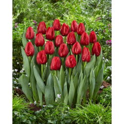 Tulipán - Seadov - 5 piezas