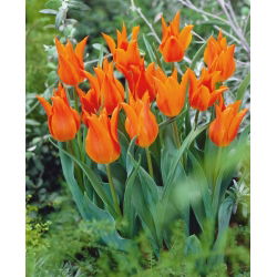 Tulipano - Lilyflowering Orange - 5 pz