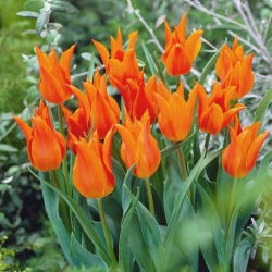Tulipano - Lilyflowering Orange - 5 pz