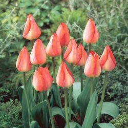 Tulp - 'Big Chief' - 5 st