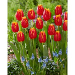 Tulip - Fabio - Large Pack! - 50 pcs