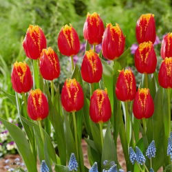 Tulip - Fabio - Large Pack! - 50 pcs