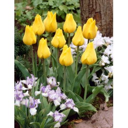 Tulipan "Golden Tango" - 5 čebulic