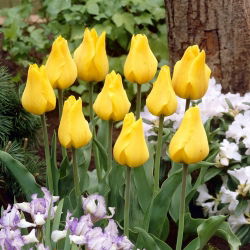 Tulipan "Golden Tango" - 5 čebulic
