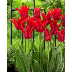 Tulp - 'Moneymaker' - 5 st