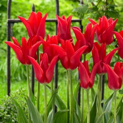 Tulp - 'Moneymaker' - 5 st