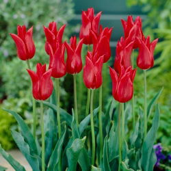 Tulip - Lilyflowering Red - Large Pack! - 50 pcs